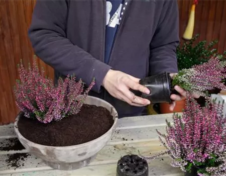 Knospenheide - Einpflanzen in ein Gefäß Knospenheide - Einpflanzen in ein Gefäß