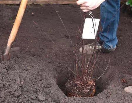Strauchspiere - Einpflanzen im Garten Strauchspiere - Einpflanzen im Garten