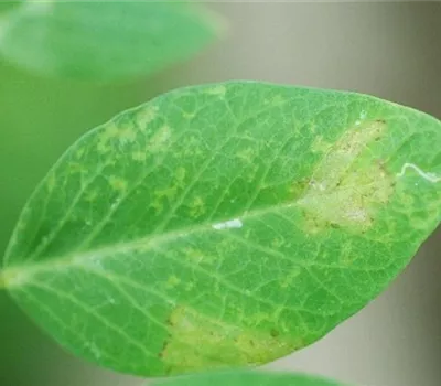 Falscher Mehltau an Erbsen