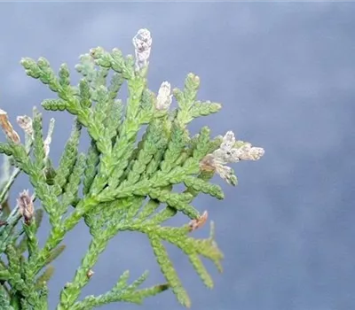 Miniermotten an Thuja