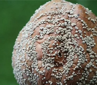 Monilia-Fruchtfäule an Äpfeln