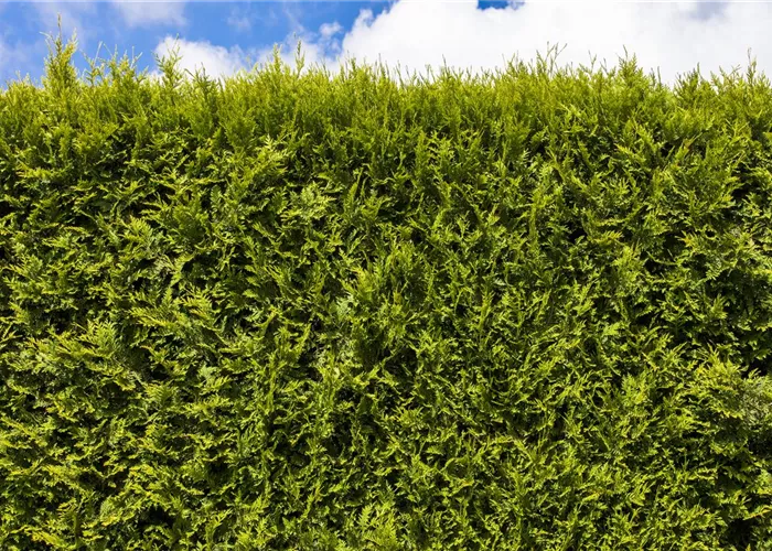 Ab durch die Hecke! Jetzt wird’s Zeit für Heckenpflanzen Ab durch die Hecke! Jetzt wird’s Zeit für Heckenpflanzen