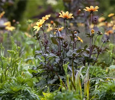 Der Boden im Blumenbeet: Vorbereitung und Pflege Der Boden im Blumenbeet: Vorbereitung und Pflege