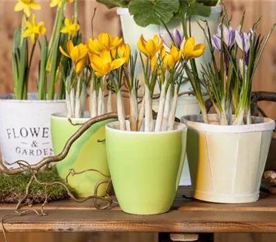 Frühling auf dem Balkon geht ohne bunte Blumen gar nicht Frühling auf dem Balkon geht ohne bunte Blumen gar nicht