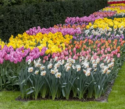 Das Blumenbeet pflegen: Gießen, düngen und schneiden Das Blumenbeet pflegen: Gießen, düngen und schneiden