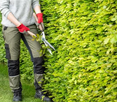 Dekorativ und praktisch zugleich: Die Hecke als Sichtschutz Dekorativ und praktisch zugleich: Die Hecke als Sichtschutz