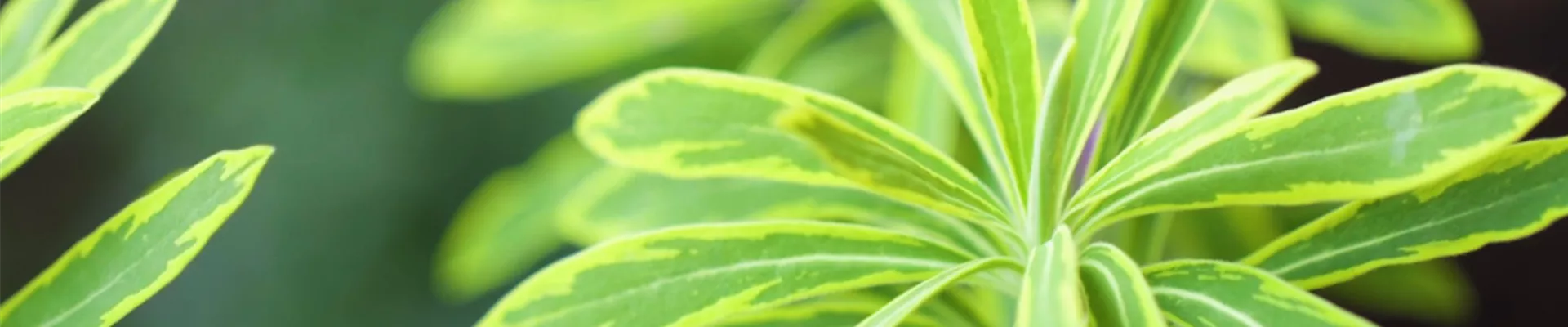 Regenbogen-Wolfspilz - Einpflanzen im Garten (thumbnail).jpg Regenbogen-Wolfspilz - Einpflanzen im Garten (thumbnail).jpg