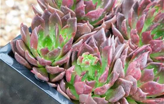Echeverie